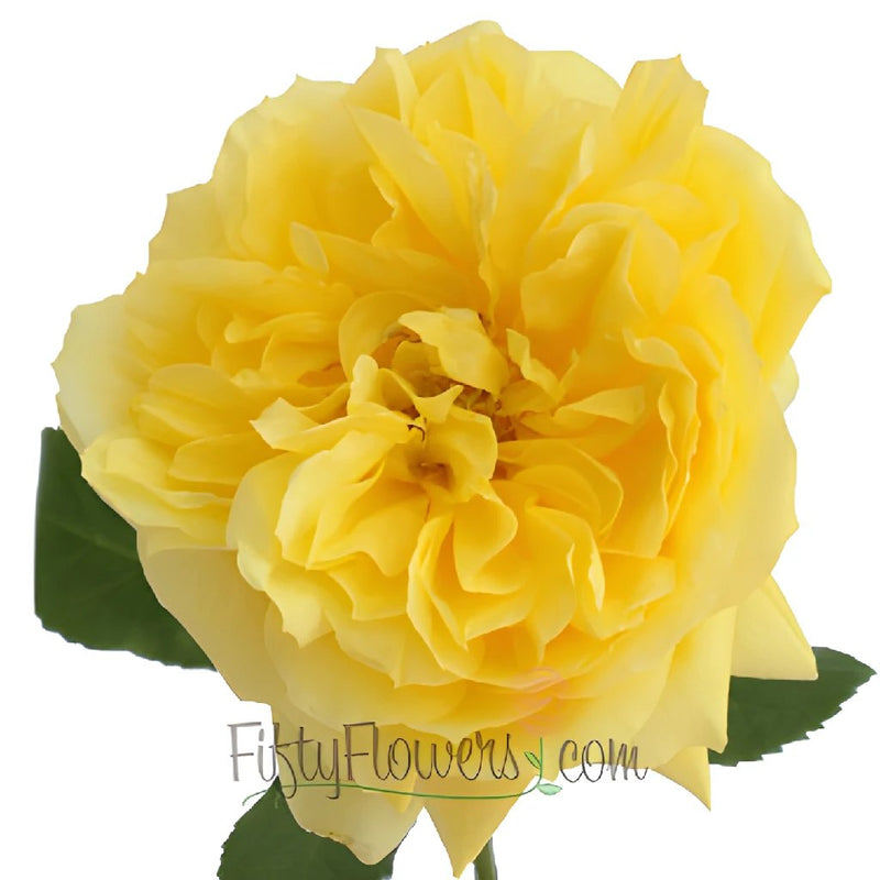 Yellow Garden Rose Stem