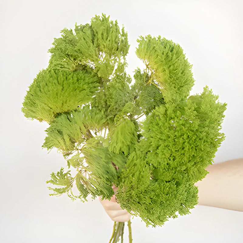 Buy Wholesale Curly Pine Filler Greens in Bulk - FiftyFlowers