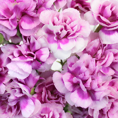 Trendy Mini Wholesale Carnations Up close