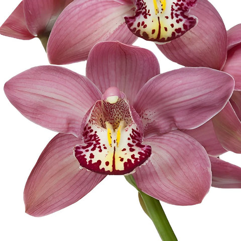 Pink Cymbidium Orchids Burgundy Lip