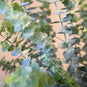 True Blue Eucalyptus Greenery Up Close