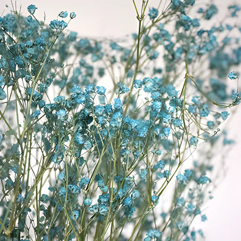 Crystal Cove Turquoise Dried Baby's Breath