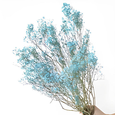 Crystal Cove Turquoise Dried Baby's Breath