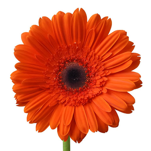 Gerbera Daisy Ultima Dark Orange Flower Up close