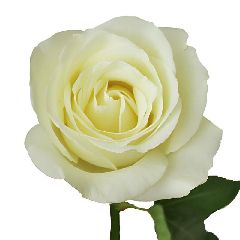 Vanilla Cream Garden Rose Stem