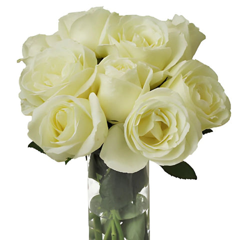Vanilla Cream Garden Wholesale Roses In a vase