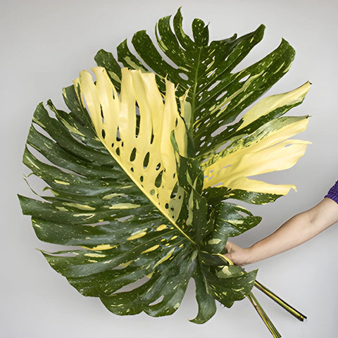 Extra Large Monstera Leaves Tropical Greenery