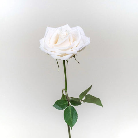 Vendela White Rose Stem
