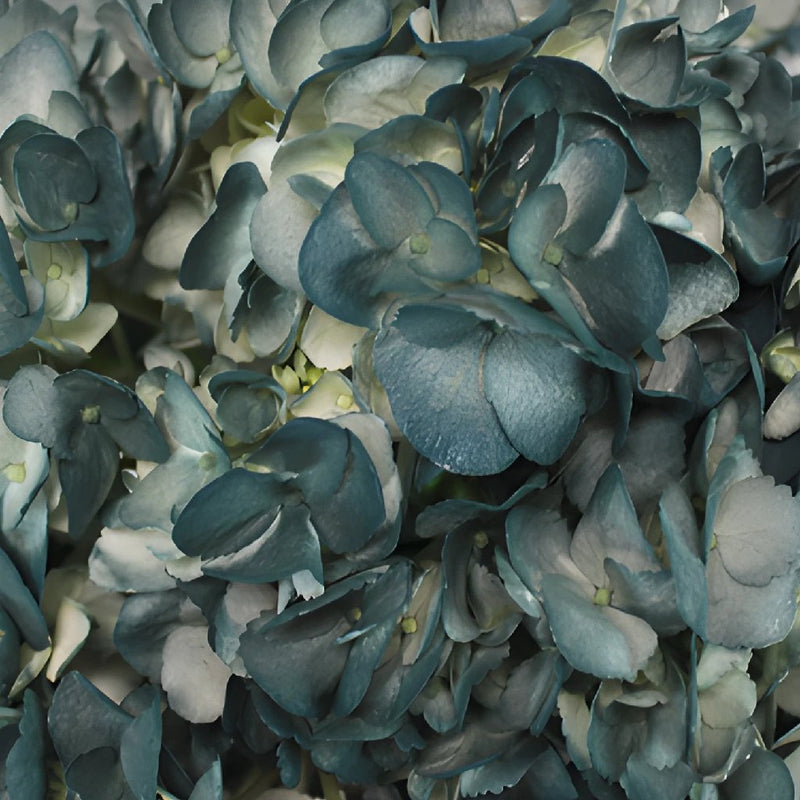 Victorian Blues Airbrushed Hydrangea Flower Up Close