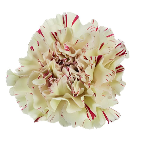 Vintage Candy Cane Carnation Flower FlatLay