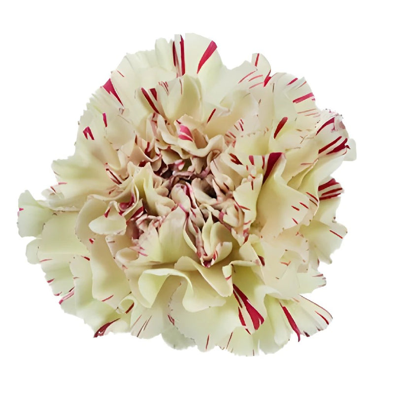 FLOWERBX Candy Cane Carnation