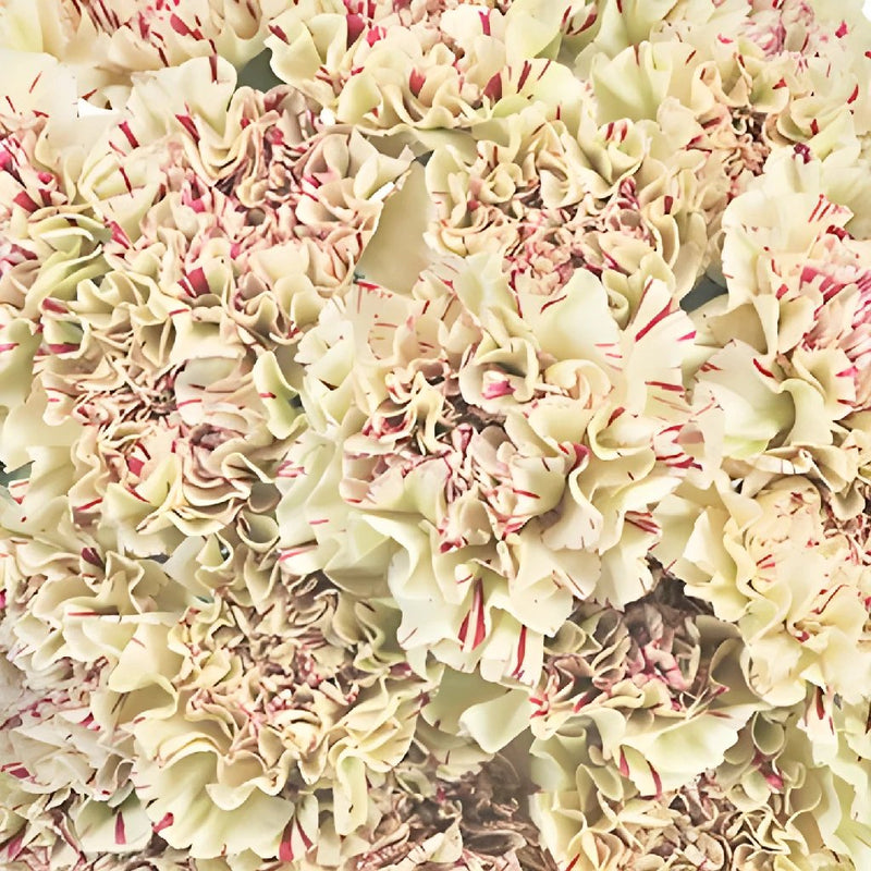Buy Wholesale Sepia Brownie Carnation in Bulk - FiftyFlowers