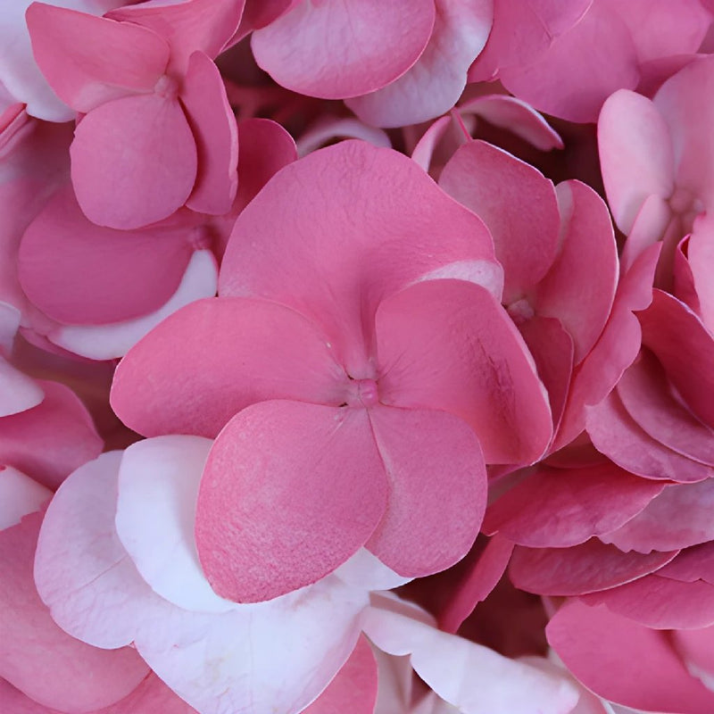 Vintage Pink Airbrushed Hydrangea Flowers Up Close