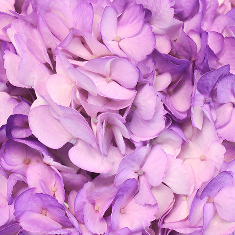 Violet Airbrushed Hydrangea Flowers Up Close