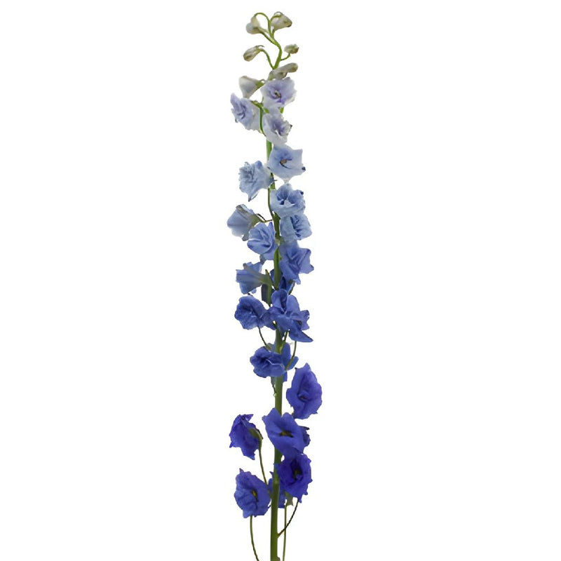 Delphinium Volkenfrieden Dark Blue Wholesale Flower Stem