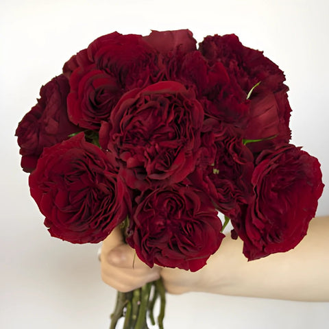 Walk of Fame Red Garden Wholesale Rose Bunch in a hand