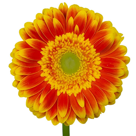 Gerbera Daisy Wannabe Orange and Yellow Wholesale Flower Up close