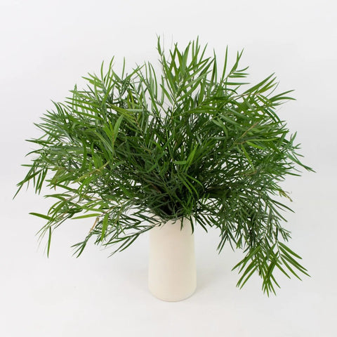 Weeping Podocarpus Greenery Bunch in Vase