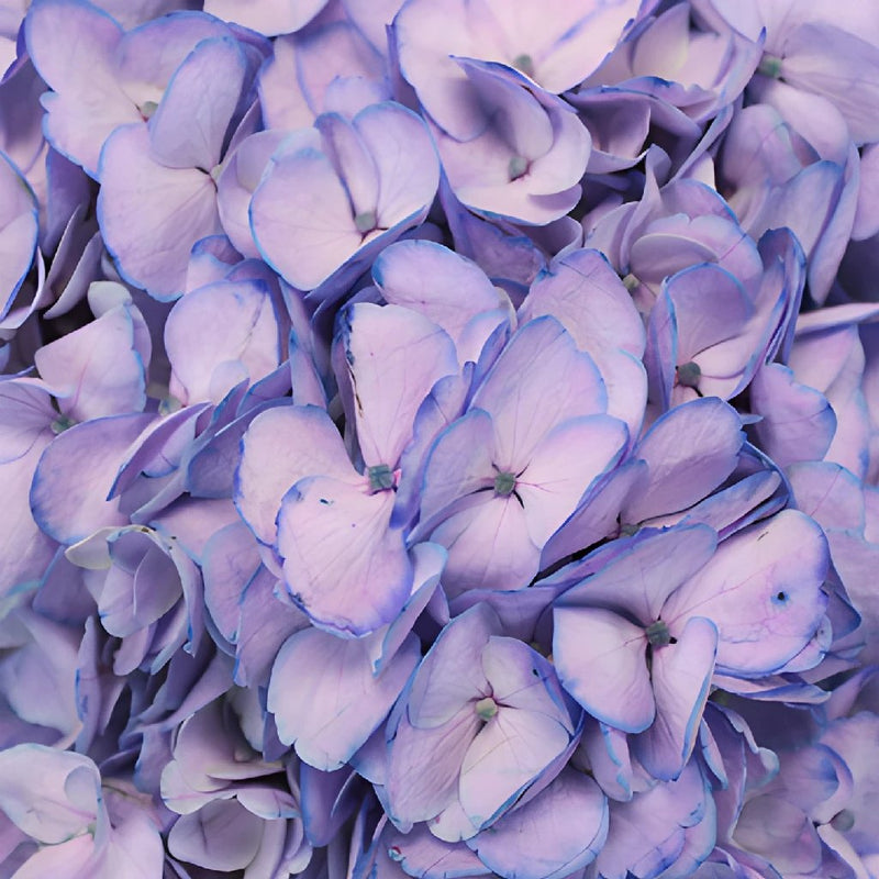 Whimsical Fairytale Enhanced Hydrangea Flower Up Close