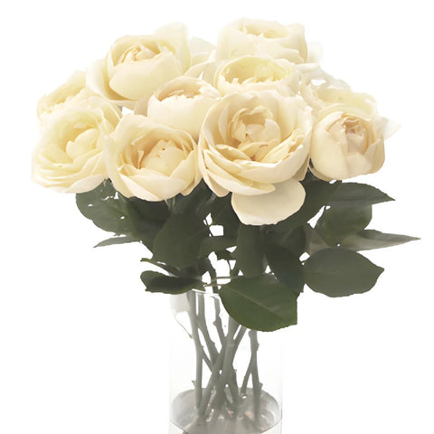 Whipped Frosting Garden Wholesale Roses In a vase