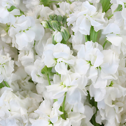 White Stock Wholesale Flower Upclose