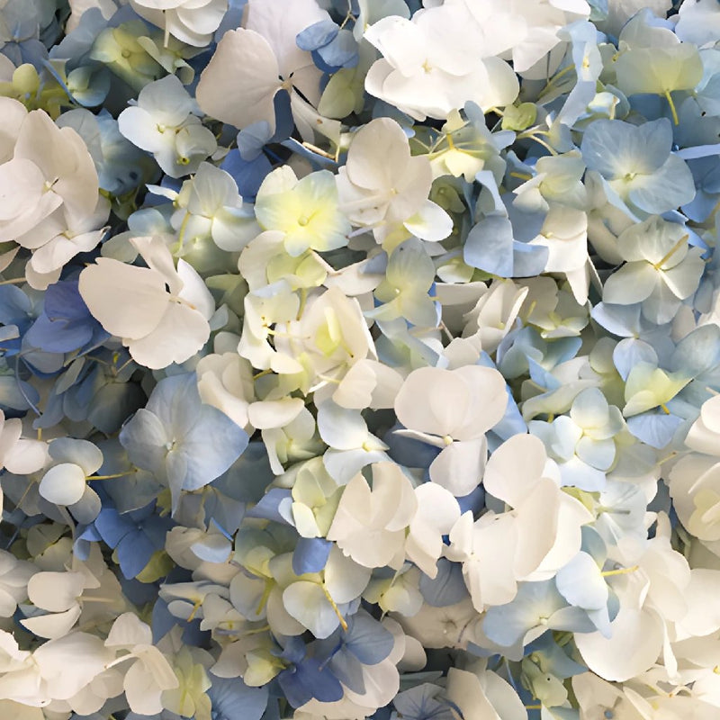 White and Blue Hydrangea Flower Petals
