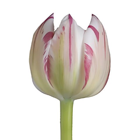 White and Pink Novelty Tulip Wholesale Flower Online