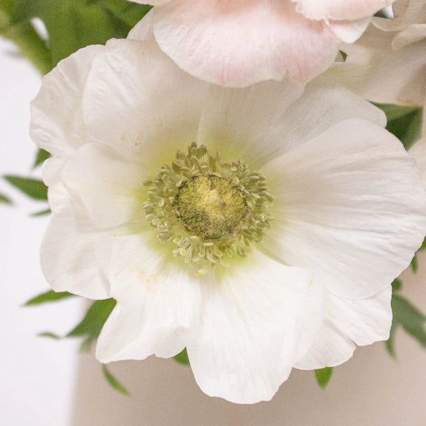 White Button Pom Flower