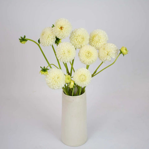 White Ball Dahlia Flower Bunch in Vase