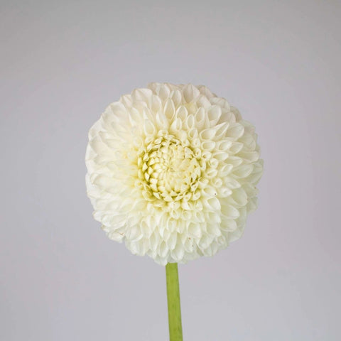 White Ball Dahlia Flower Stem