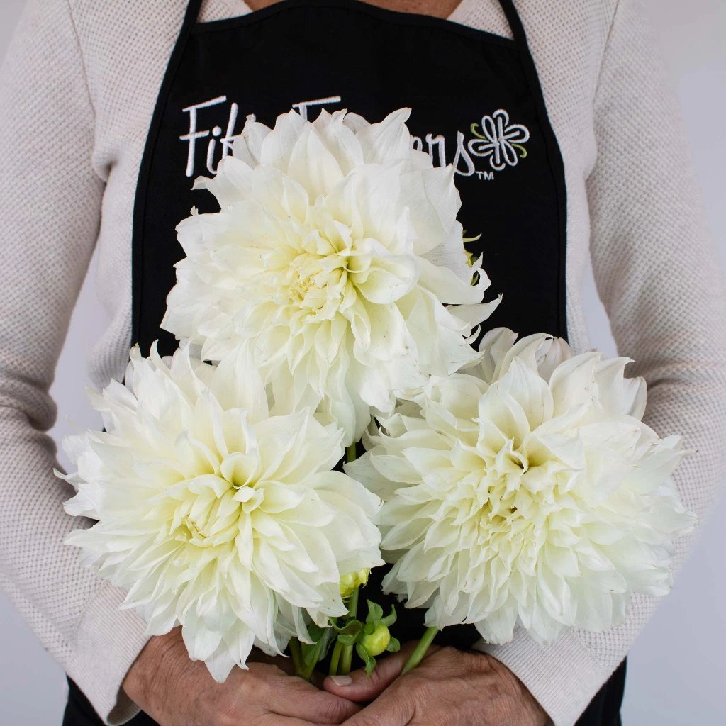 White dahlias clearance wedding