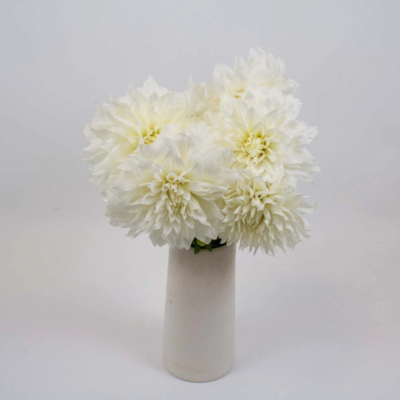 White Bridal Dinner Plate Dahlia Flower Bunch in Vase