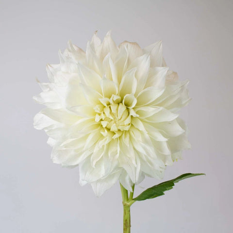White Bridal Dinner Plate Dahlia-Flower Stem