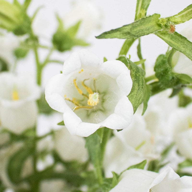 White Campanula Flower Up Close