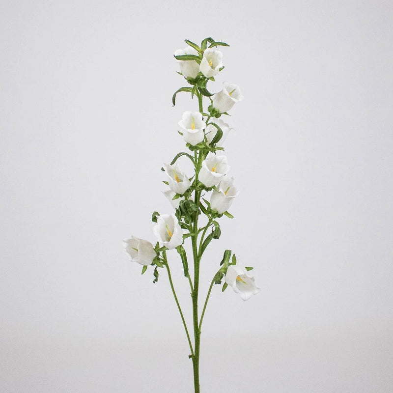 White Campanula Flower Stem