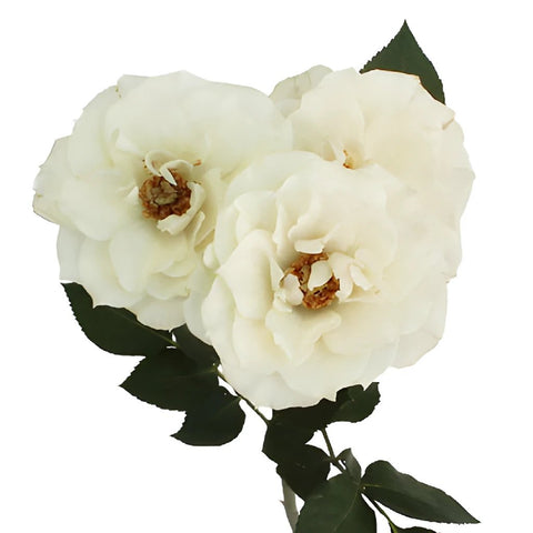 Creamy Cloud Garden Rose Stem