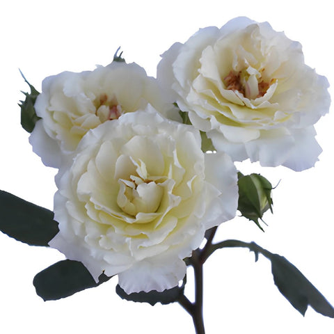 White Cloud Garden Rose Stem
