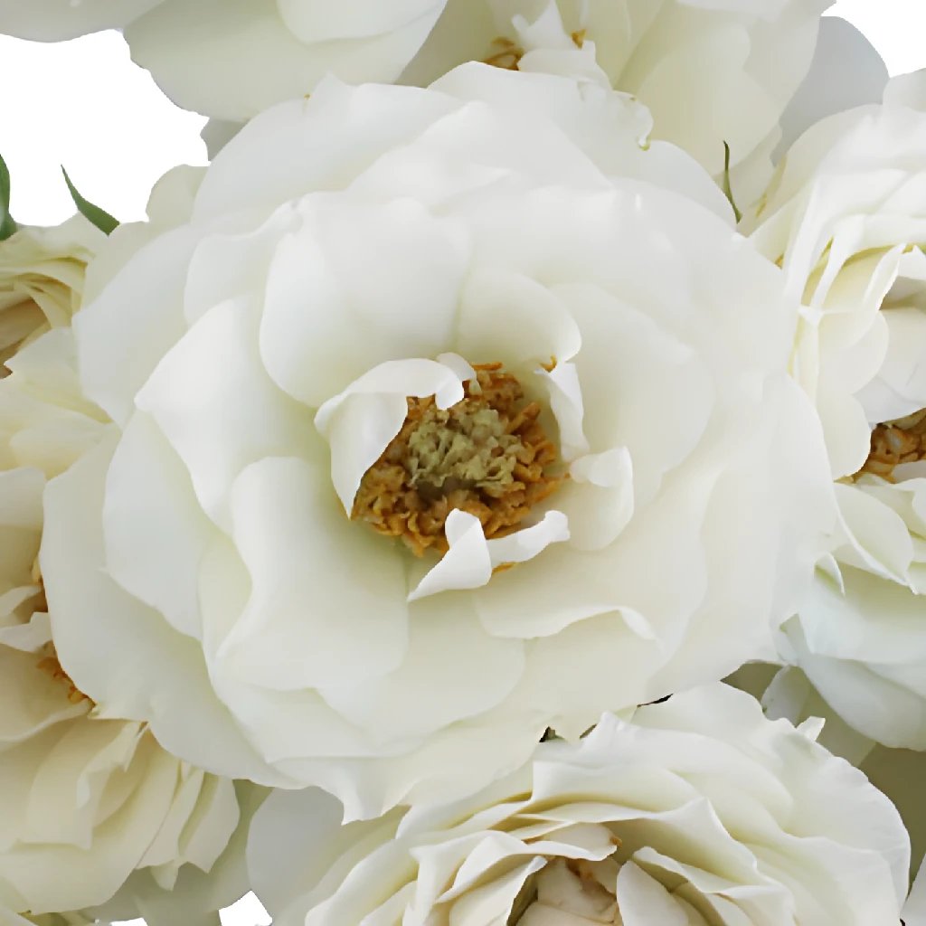 Wholesale Garden Roses ᐉ Buy Bulk Garden Roses In FiftyFlowers