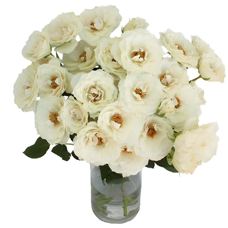 White Cloud Garden Wholesale Roses In a vase