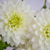 White Dahlia Flower