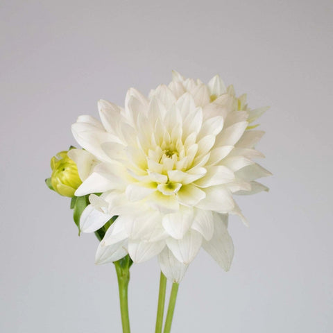 White Dahlia Flower Stem