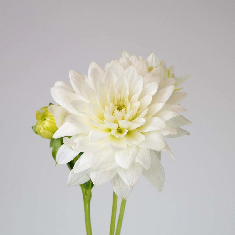 white dahlia and rose bouquet