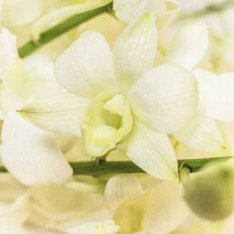 White Dendrobium Orchid Lei Single