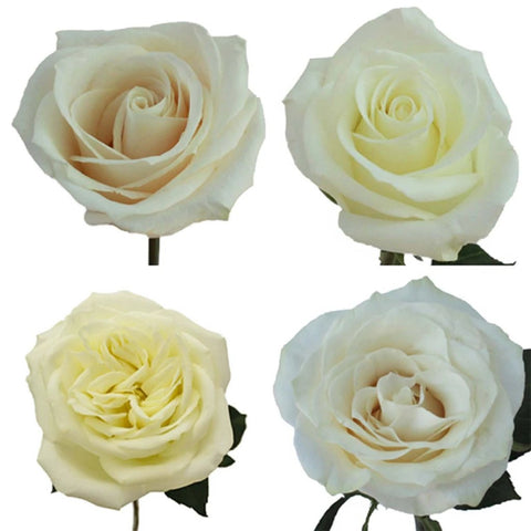 White Ecuadorian Roses Up Close