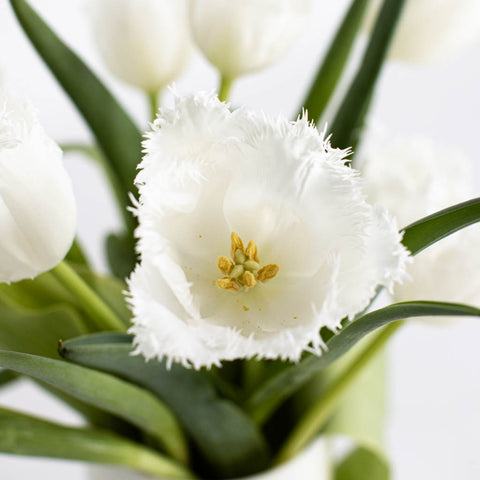 White Fringed Novelty Tulip Flower Up Close