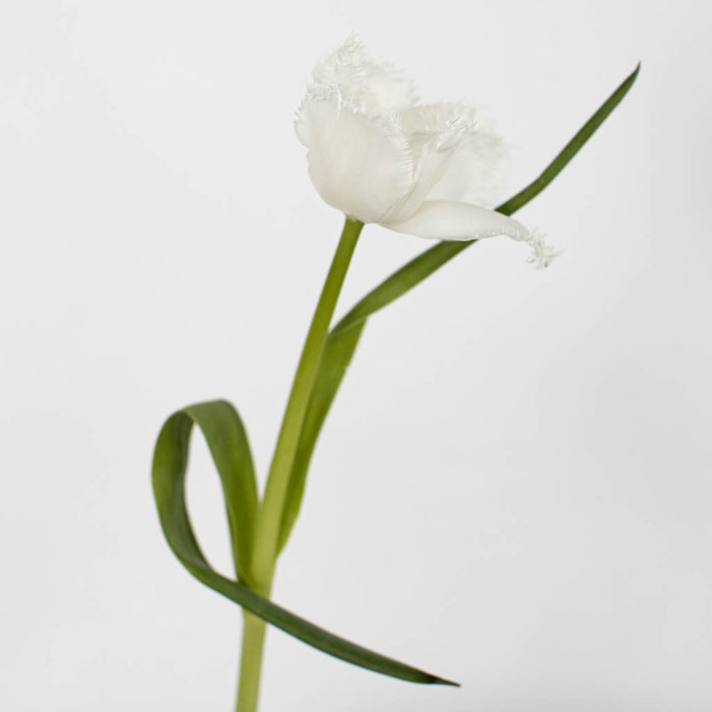 White Fringe Tulip Flower Stem