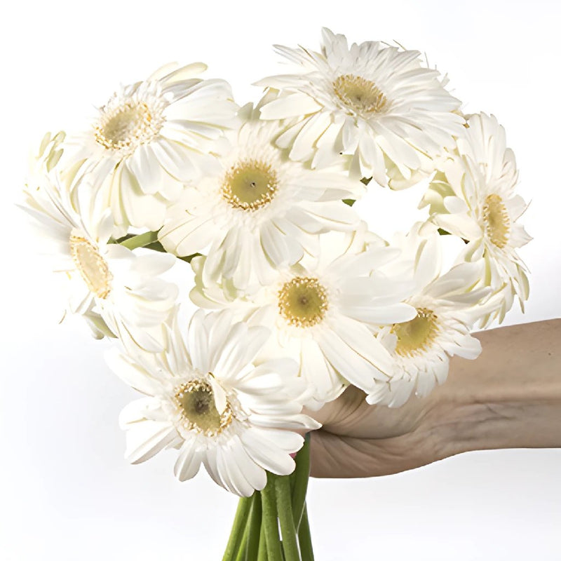 Bone white mini gerbera daisy wholesale wedding flowers