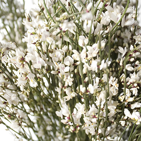 White ginestra DIY wedding flower