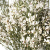 Ginestra White Wedding Flower