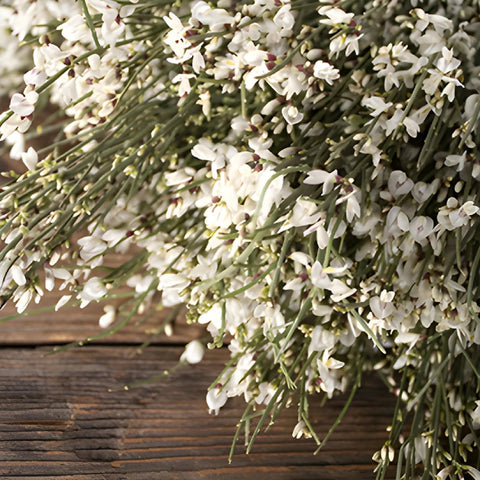 White ginestra wholesale wedding flowers